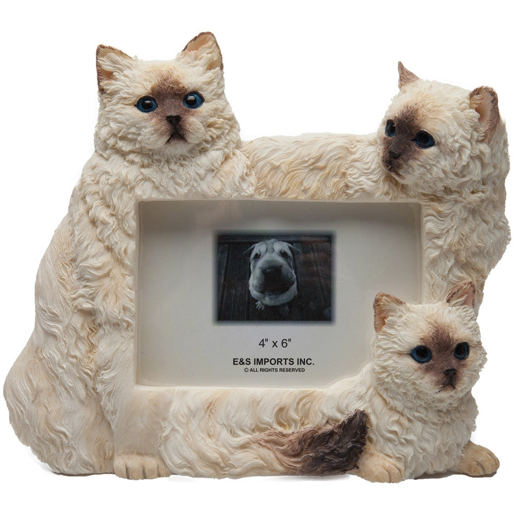 Himalayan Cats Large Picture Frame Picture Frames AnimalWorld   